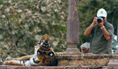 Sawai Madhopur WIld life