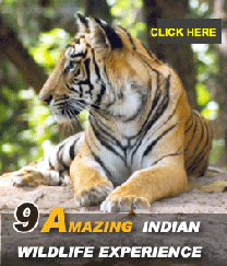 amazing indian wildlife experience